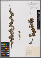 Foto von Salix aurita L.